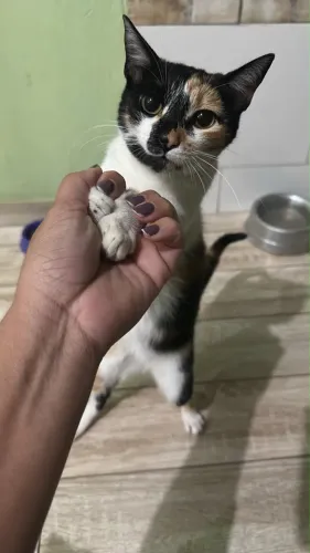 Doa-se gata fêmea