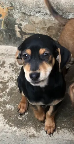 DOAÇÃO DE PETS!!!