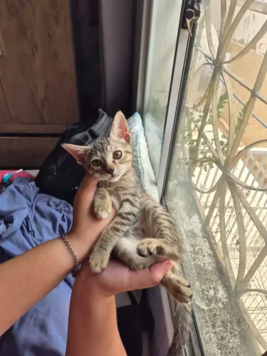 Gatinha para adoção (Fêmea)