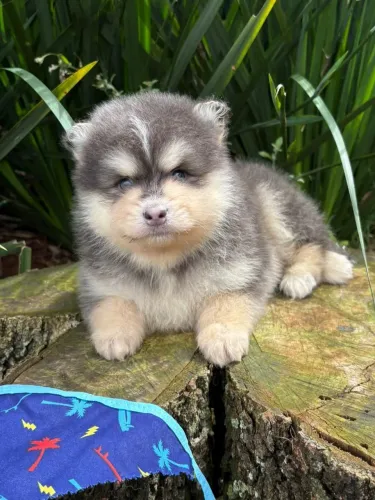 POMSKY F3 MINI DISPONÍVEL 