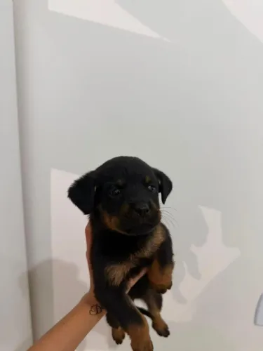 Filhotes de Rottweiler 