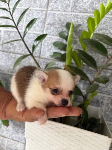 Chihuahua