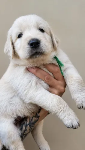 Últimos Filhotes de Golden Retriever