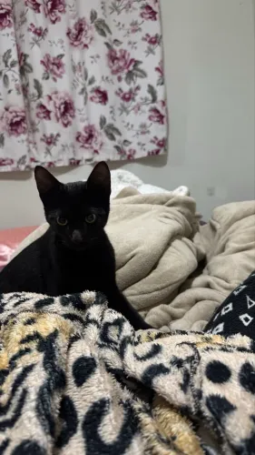 GATO MACHO PARA ADOÇÃO 