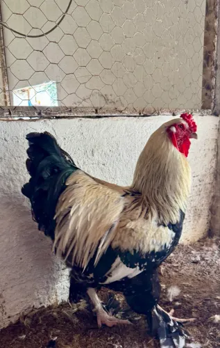 Galos Brahma