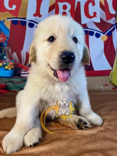 Golden Retriever Carinho que ilumina o ambiente