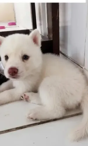 cachorrinho husky siberiano olhos verdes