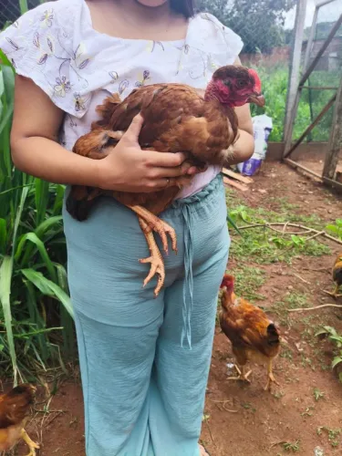 Franga Caipira pescoço pelado. 