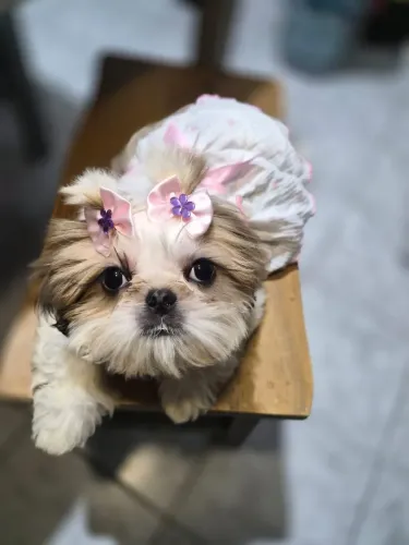 ShihTzu Fêmea Filhote - Adestrada