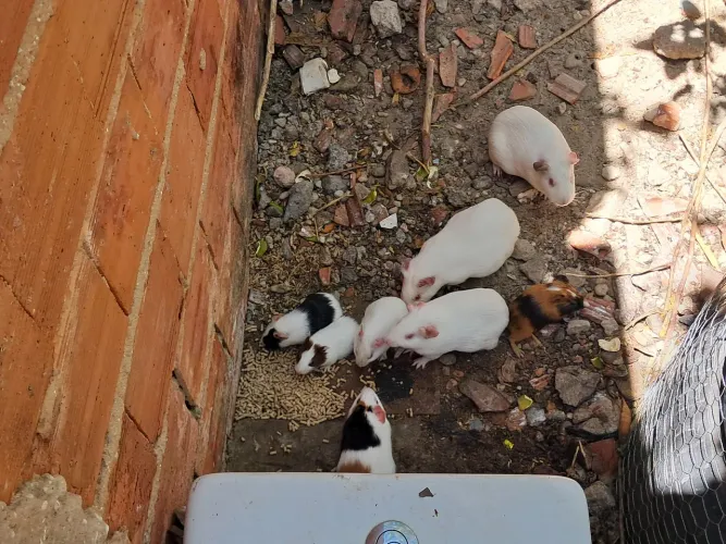 Vendo porquinhos da Índia adultos e filhotes 