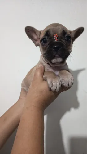 Bulldog fêmea fulvo linda