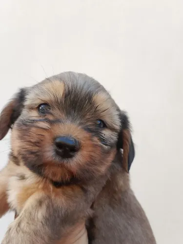 Cachorro 