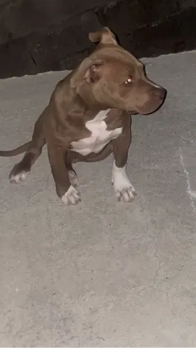 American bully