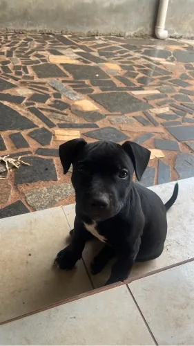 Filhote de pitbull 