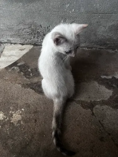 Gata pra adoção 