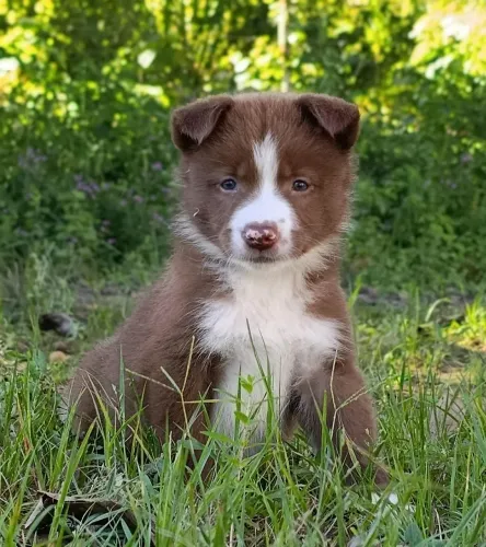 Border Collie - Lindos filhotes