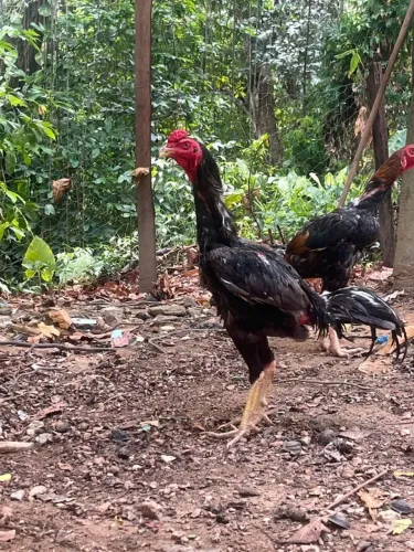 Galo Carioca