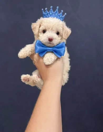 Poodle toy machinhos: Oportunidade única