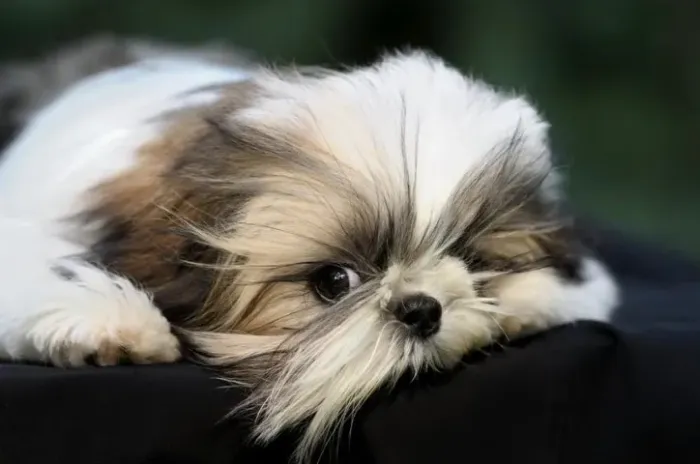 Shih tzu elegancia real para o seu lar 