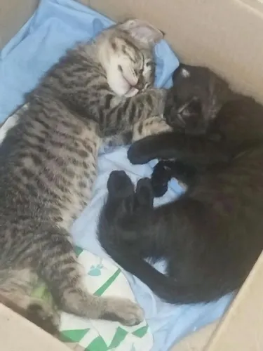 Duas gatas filhotes! Só serão doadas juntas.
