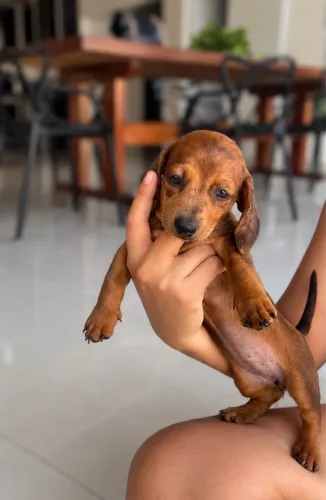 Fêmeas Dachshund 