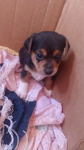 Pinscher 1 fêmea 2 machinhos tamanho 1