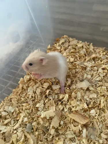 Filhote de hamster sírio