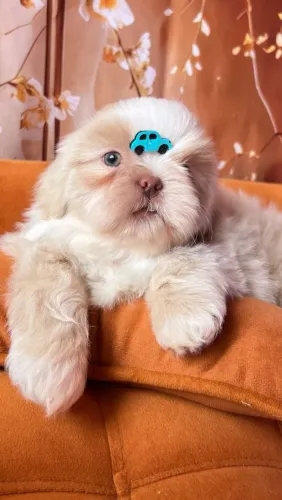 Filhotes Shih Tzu - Pronta Entrega 