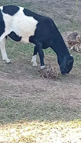 Carneiro de qualidade 