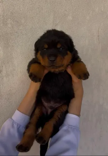 Filhotes de rottweiler - oportunidade