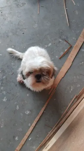 Vendo Shitus fêmea,ela tem 1 anos e 8 meses