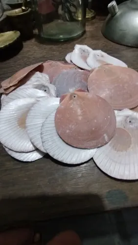 35 conchas naturais, tipo vieira, medidas variadas, entre 5 e 7cm