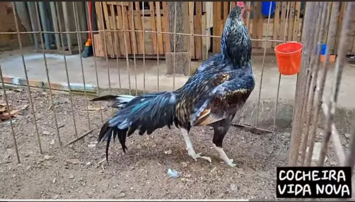 GALO MURA