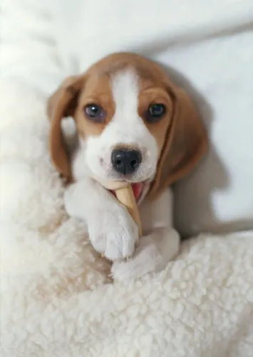 Beagle Mais do que um pet, uma presença especial