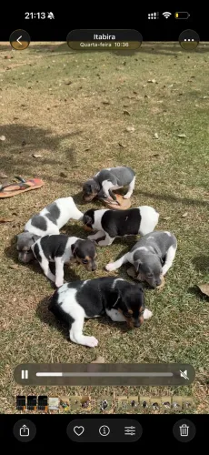Filhotes de Terrier Brasileiro 