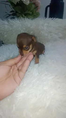 Pinscher zerinho fêmea chocolate 