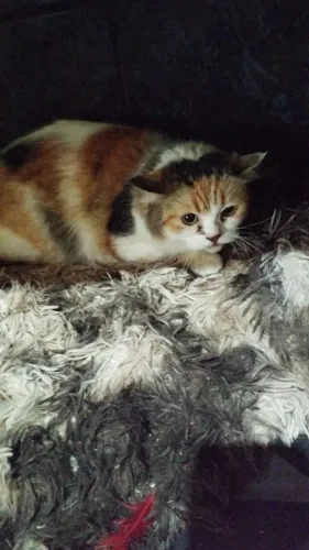 Gata persa fêmea 1 ano de idade 