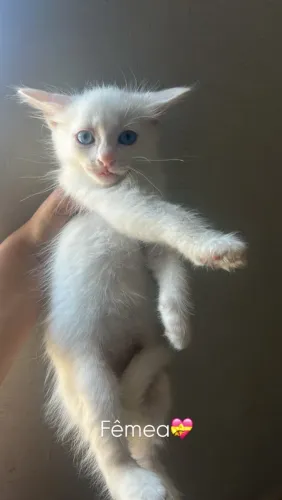 Gatos pra adoção