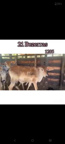 21 Bezerras 