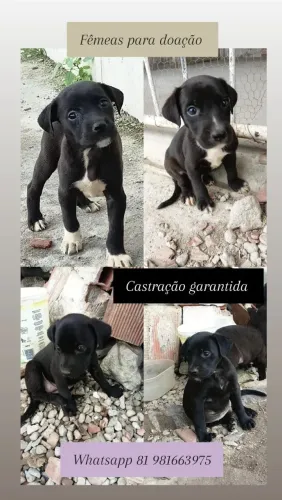 Cachorra