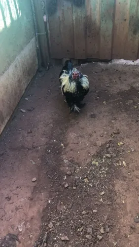 Galo Dael Brahma