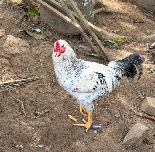 Galo caipira