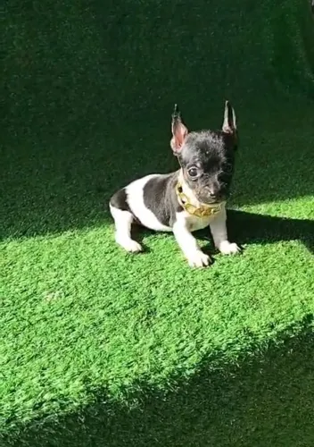 Pinscher disponível tricolor 