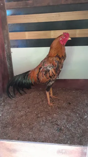 Frango mura