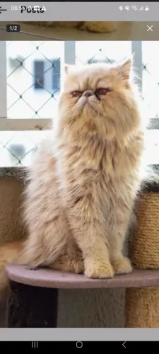 Gato Persa show  macho Padreador procura namorada