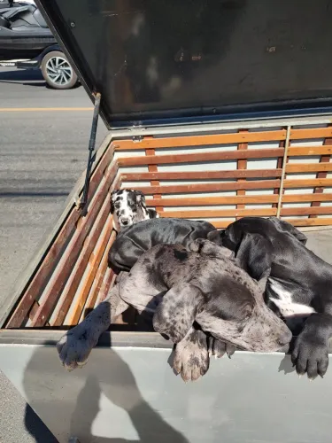 Filhotes de Dog Alemão
