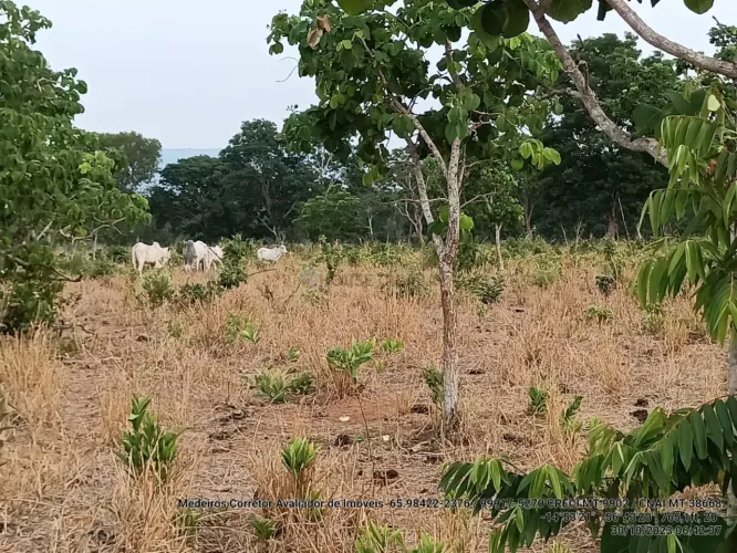 Sitio com 46 hectares com 20 cabeças de gado.