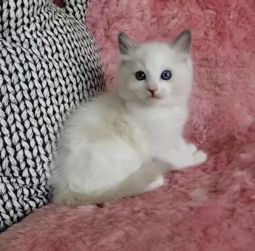 Ragdoll Gatos Filhotes. Vacinados e com pedigreem. Número na descrição