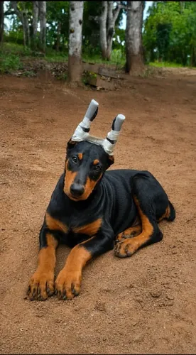 Doberman filhote macho