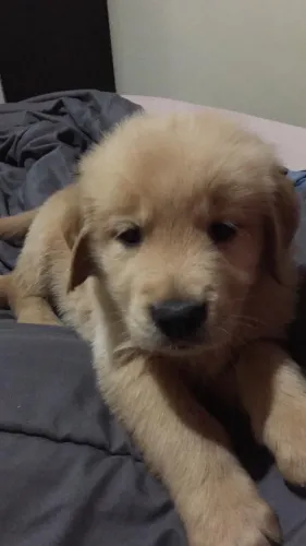 Filhote de golden retriever